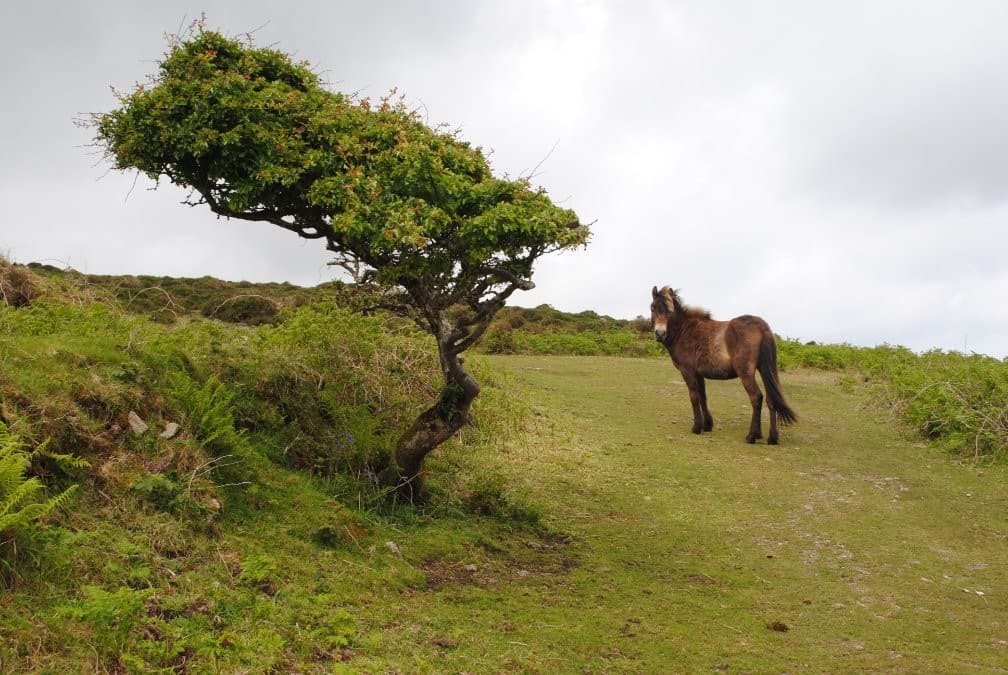 UHLANS IMAGINATION – HOW TO DEAL WITH POLISH TEMPER